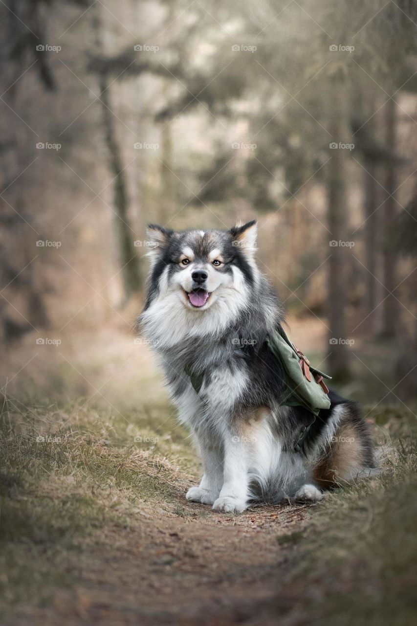 Portrait of a young Finnish Lapphund dog sitting in the forest or woods 