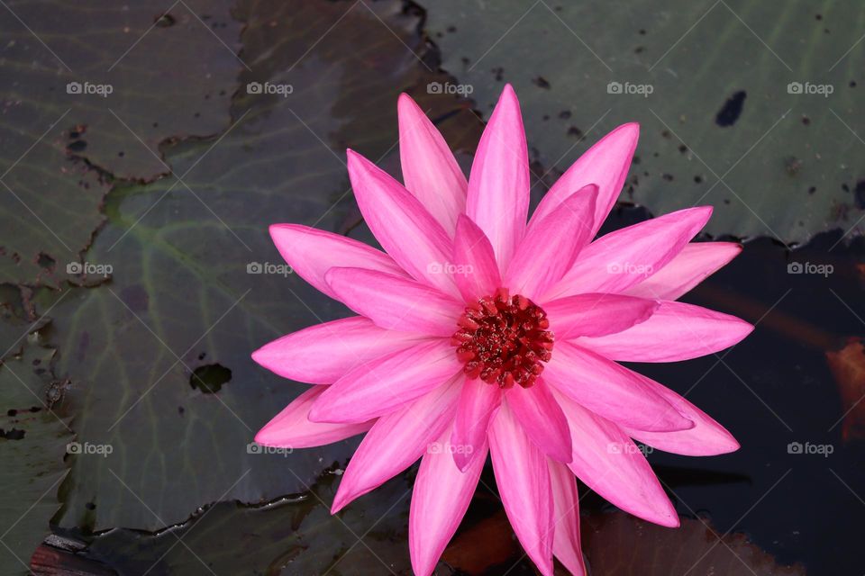 Close up view of a pink blooming lotus in a pond view from above