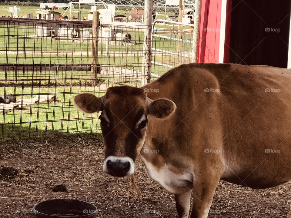 Cow at a petting farm in Michigan 