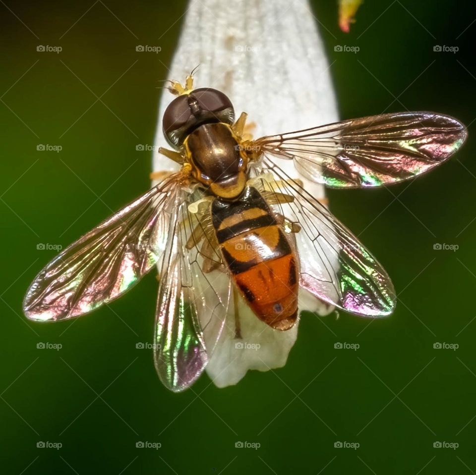 A Margined Calligrapher (Toxomerus marginatus) rests on a flower petal, while light reflects in an array of colors from the wings. 