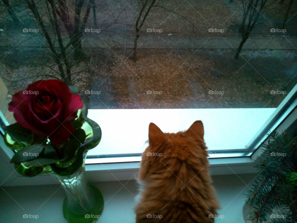 Flower, Window, No Person, Light, Portrait