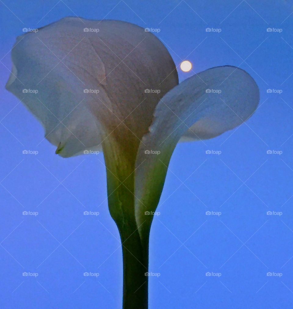 Full moon flower