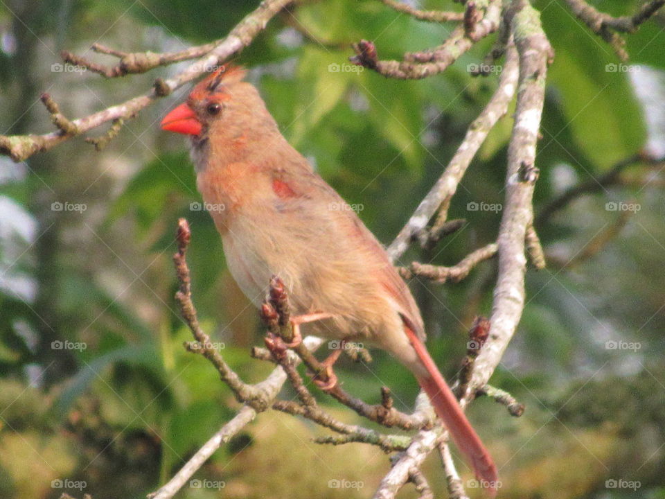 No Person, Bird, Wildlife, Nature, Tree