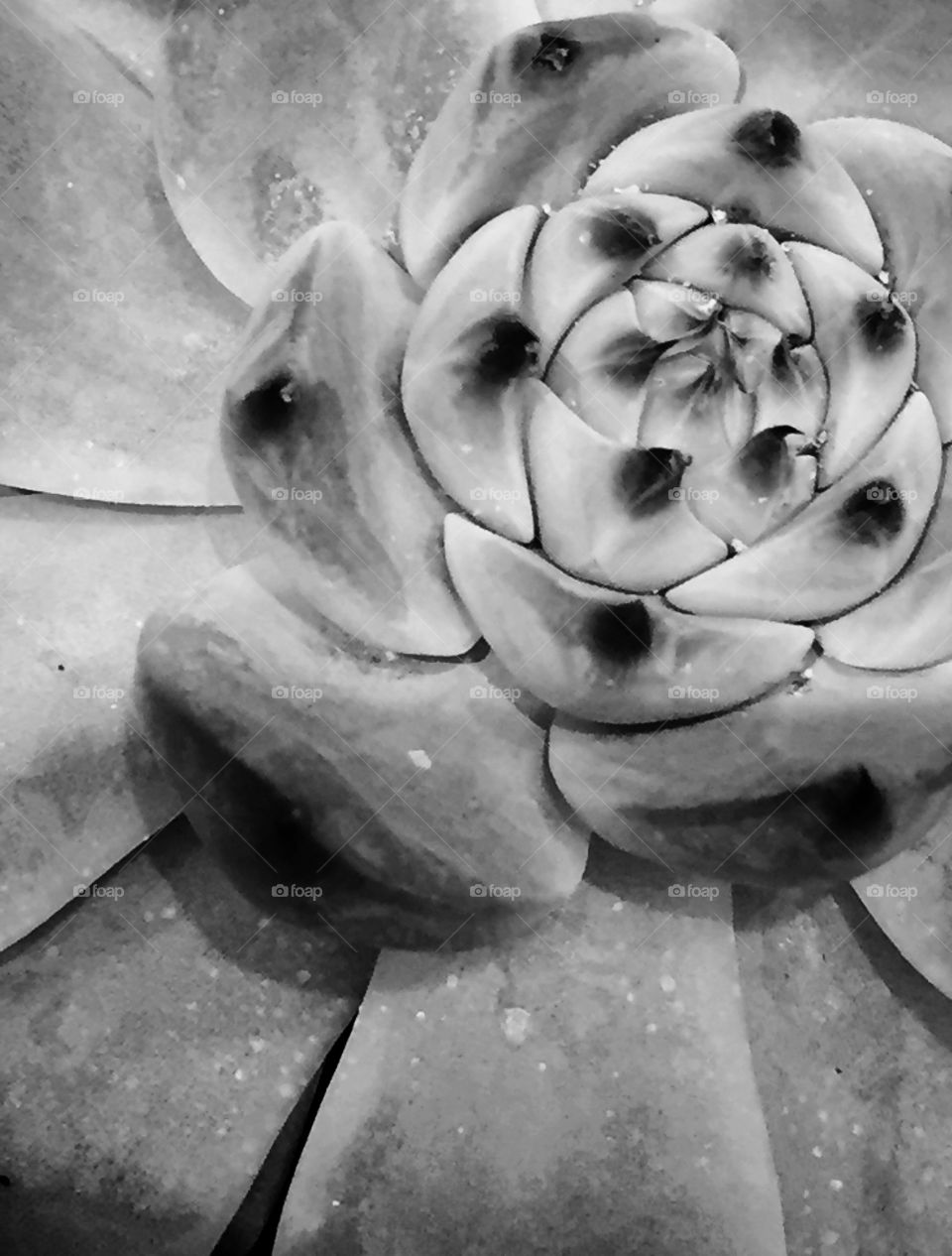 Succulent Black and White 