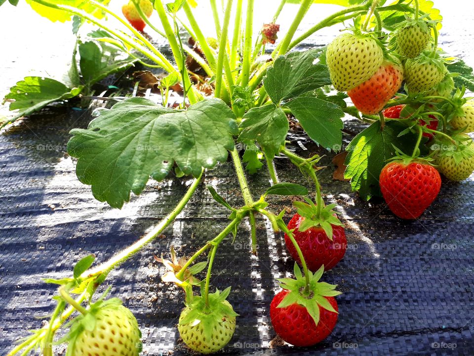 fresh strawberry patch
