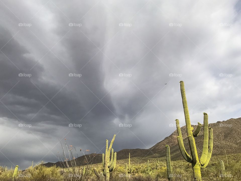 Nature - Desert Landscape 