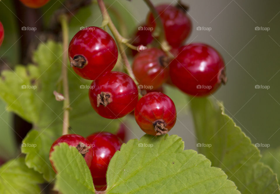 Colorful red currant berries 