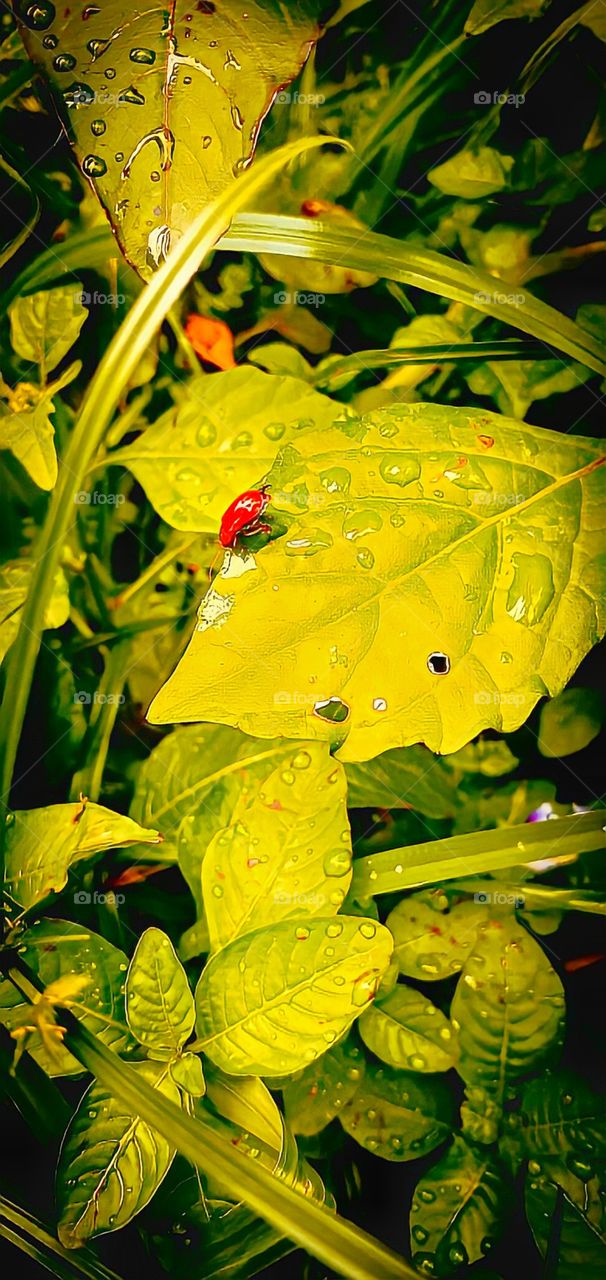 insect on a leaf