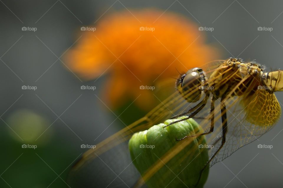 golden colored dragonfly rest on a flower bud