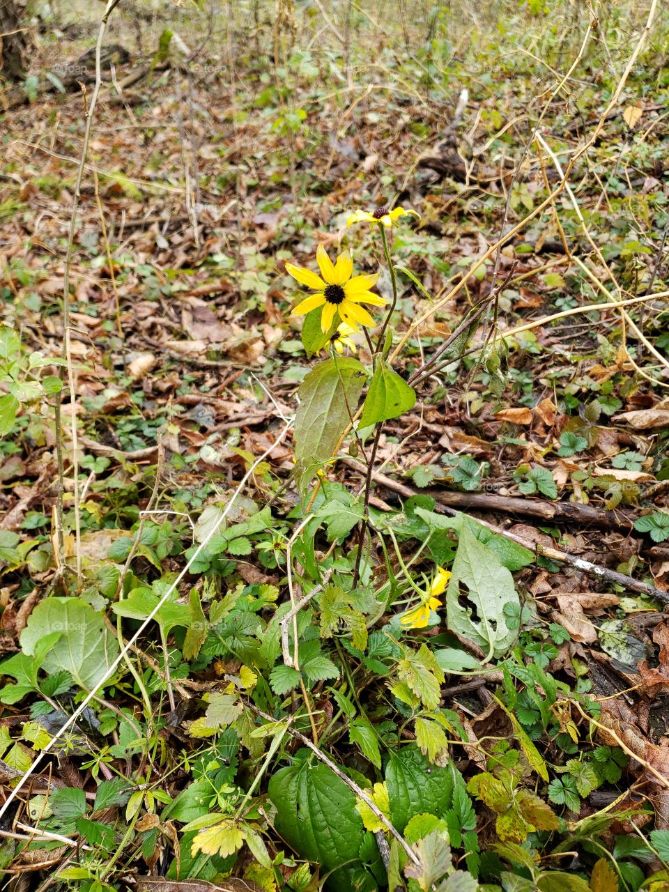A lone yellow flower growing through the forest floor