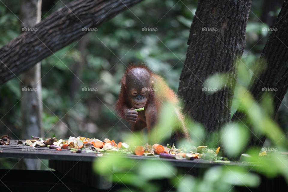 Playful baby Orangutan at rainforest, Kota Kinabalu, Malaysia 