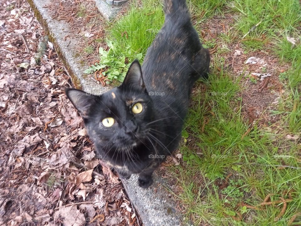 a black cat taken on the side of the road