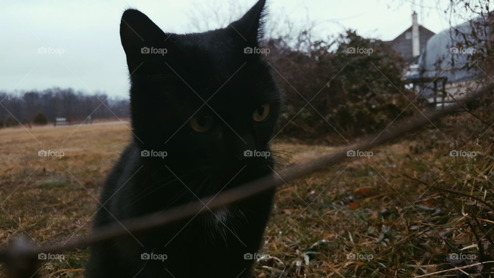 my black cat