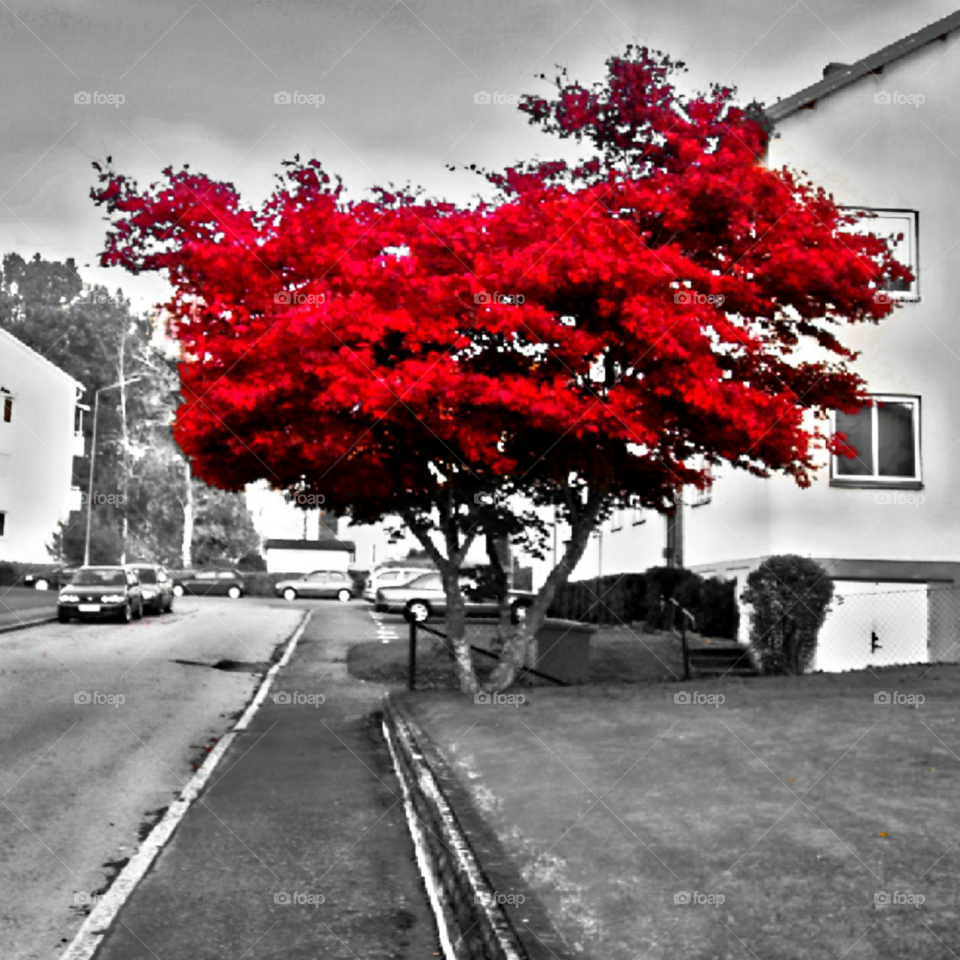 A tree in red