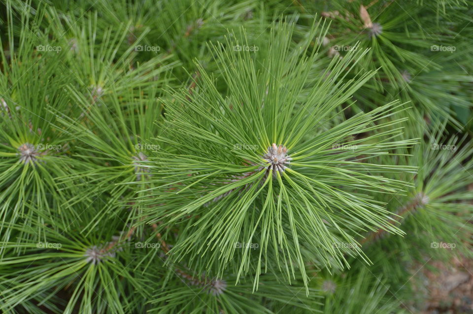 Close Up Of A Japanese Pinetree