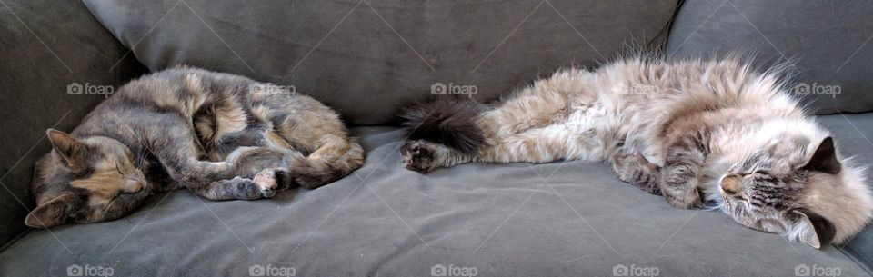Fluffy Cats, Napping Together