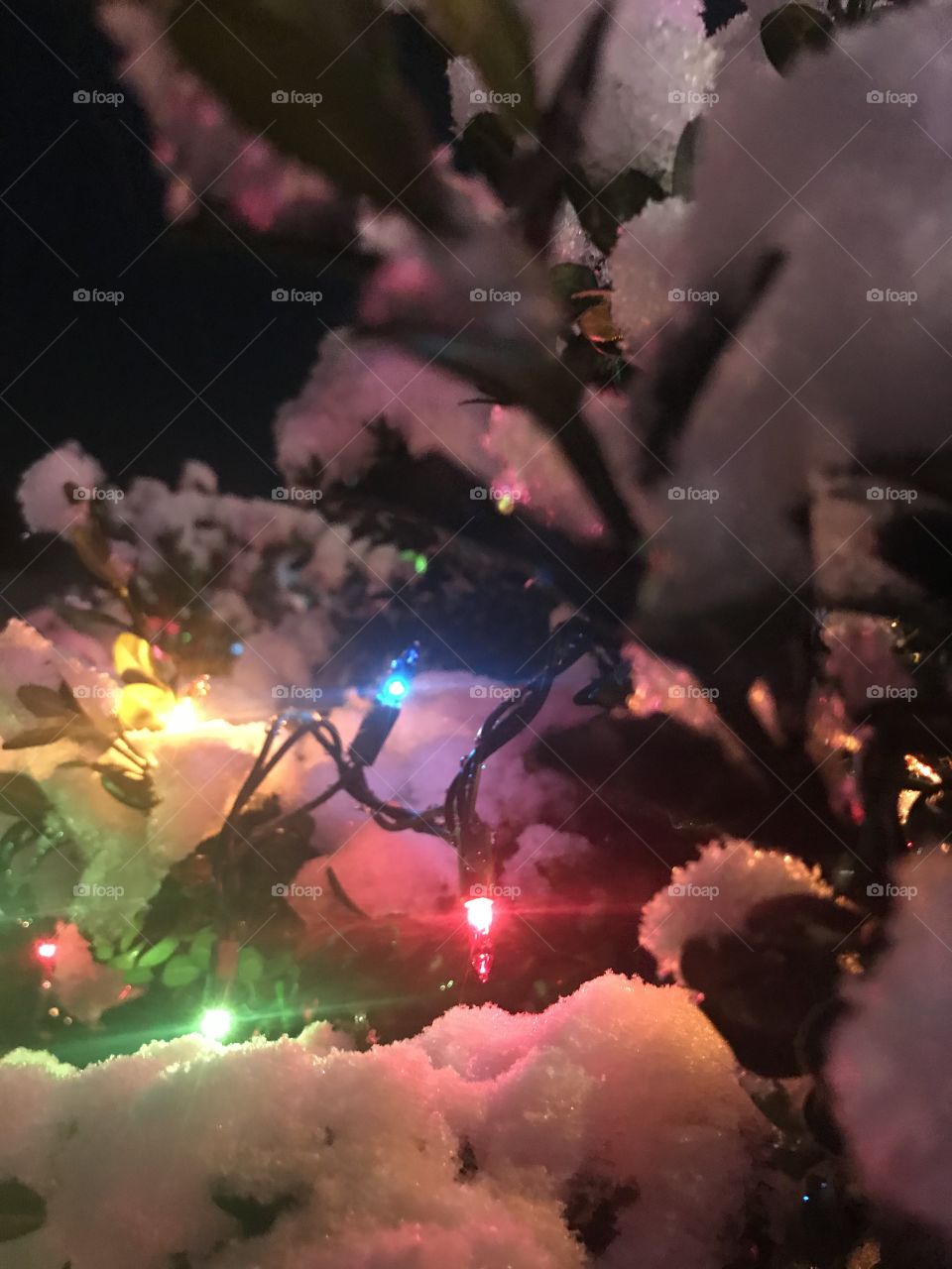 A beautiful strand of colored Christmas lights lighting up a snow-covered bush on a cold winter evening. 