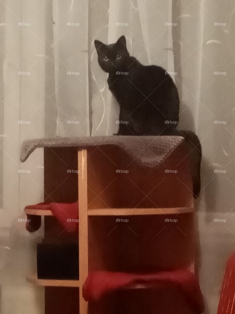 The Beuty and the Beest 2 in 1