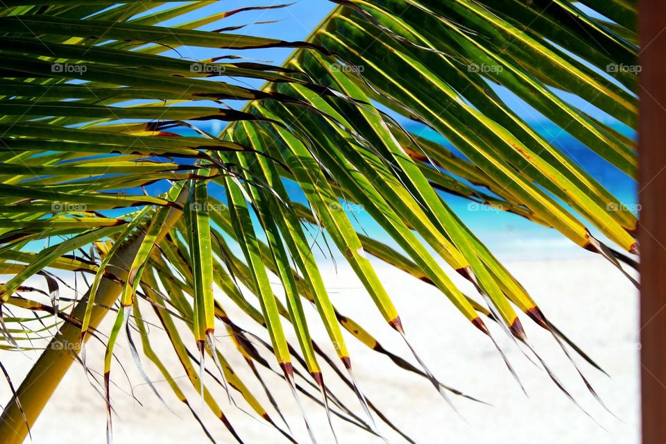 Tropical view of Caribbean beach between Palm tree leaves  
