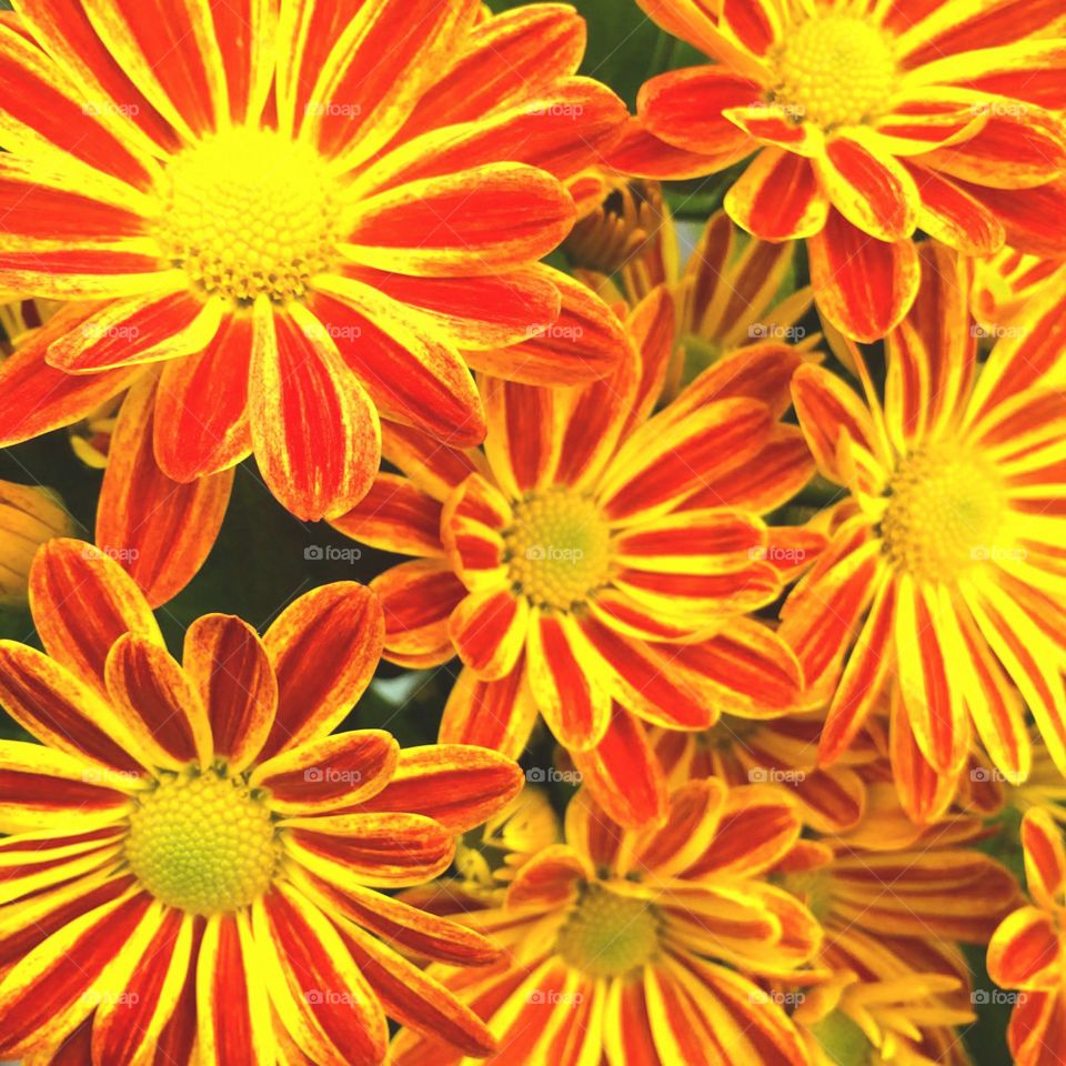 Burst. Orange, yellow, bloom, daisies 