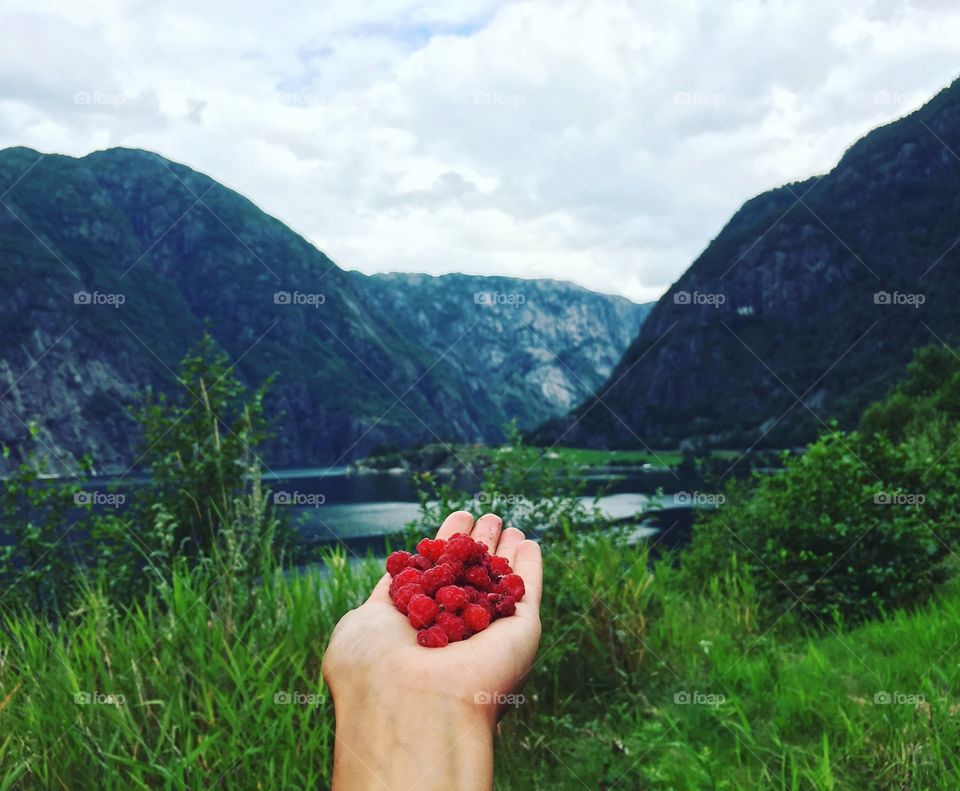 Holding berries in landscape of Norway