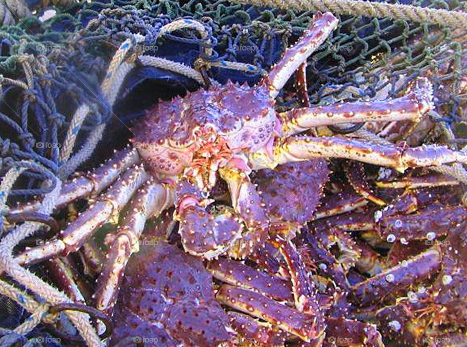 Alaskan King Crab