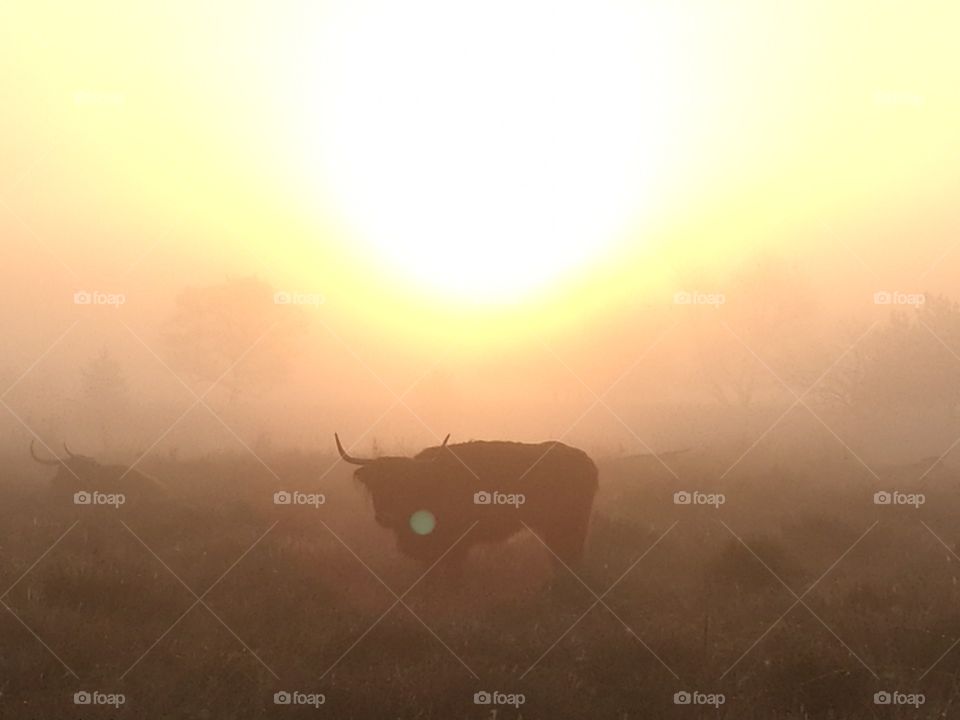 cows in misty sunrise