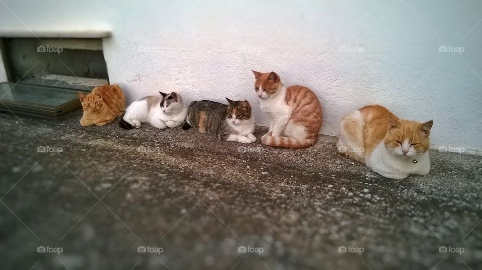 meeting of lazy cats