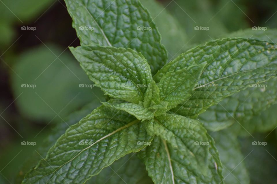 Spearmint