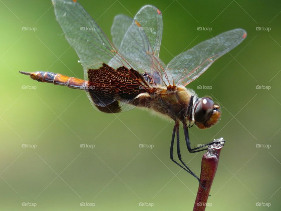 Dragonfly