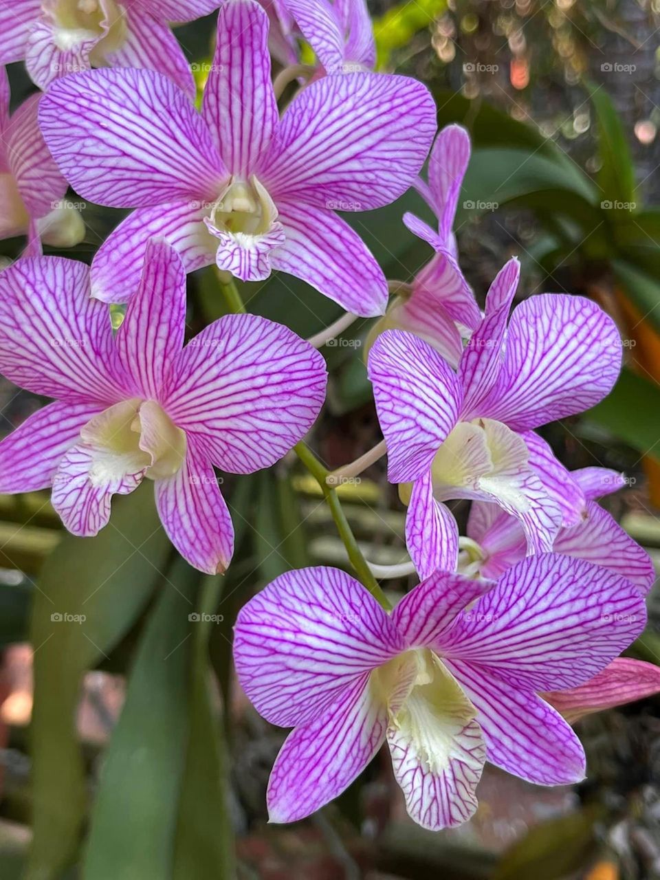 Pink orchids growing in a tropical garden