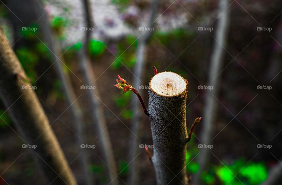 The solo branch of a plant and tree .