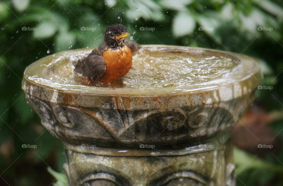 My yard a happy Robin