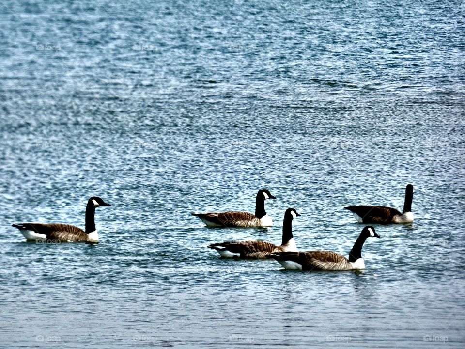 Family of geese swimming in the lake in Indiana 
