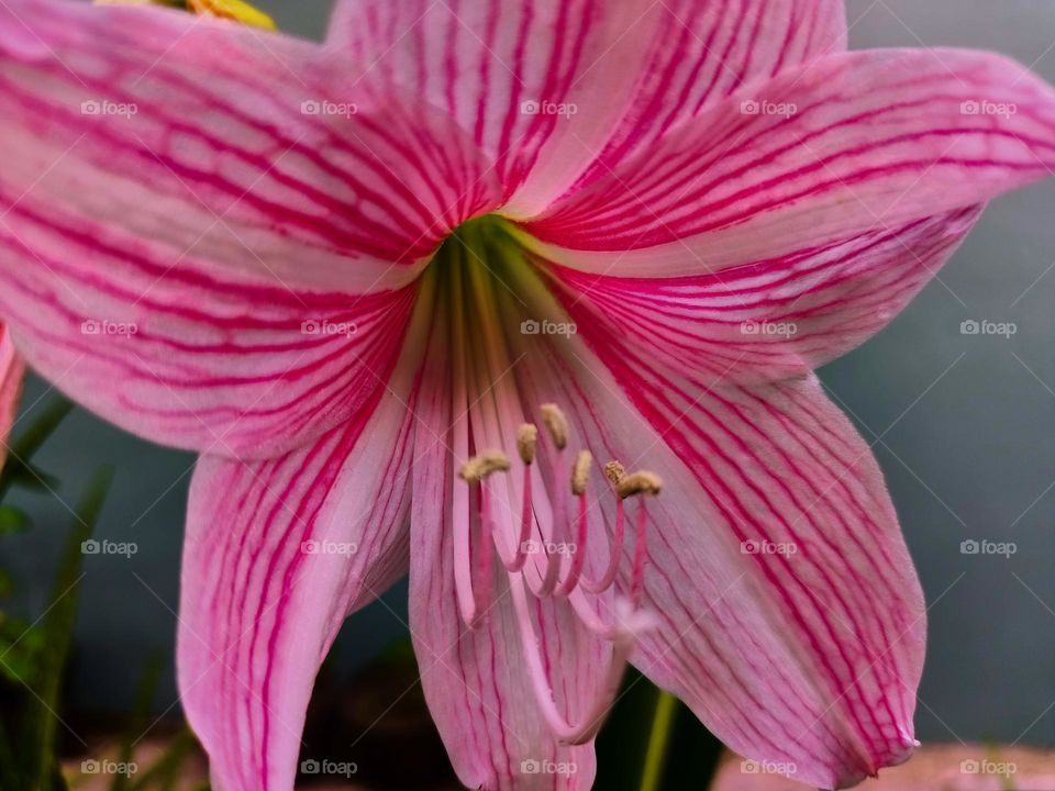 Amaryllis (Hipperastrum johnsonii) flowers are bloonimg in the garden