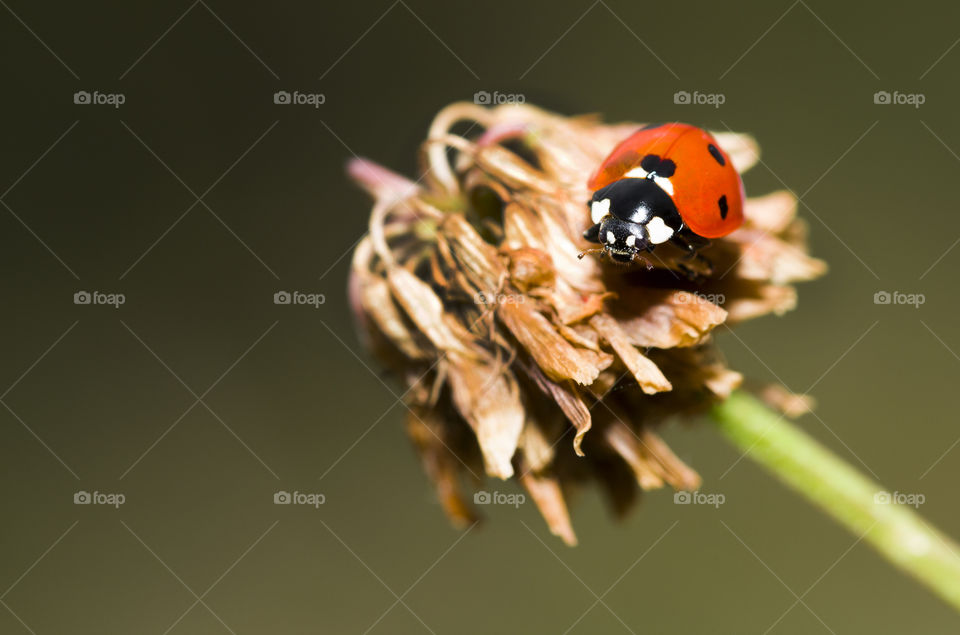 Ladybug on the flower. Cute macro ladybug in the garden