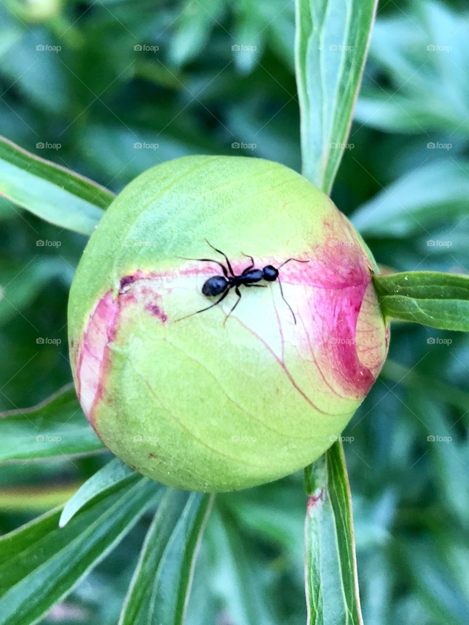 Ant on peony