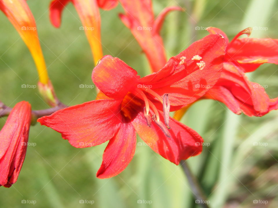 Red flower