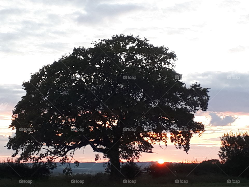 Tree, No Person, Landscape, Park, Nature