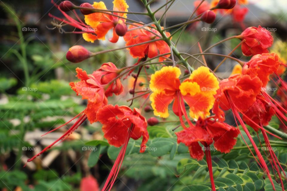 red flowers