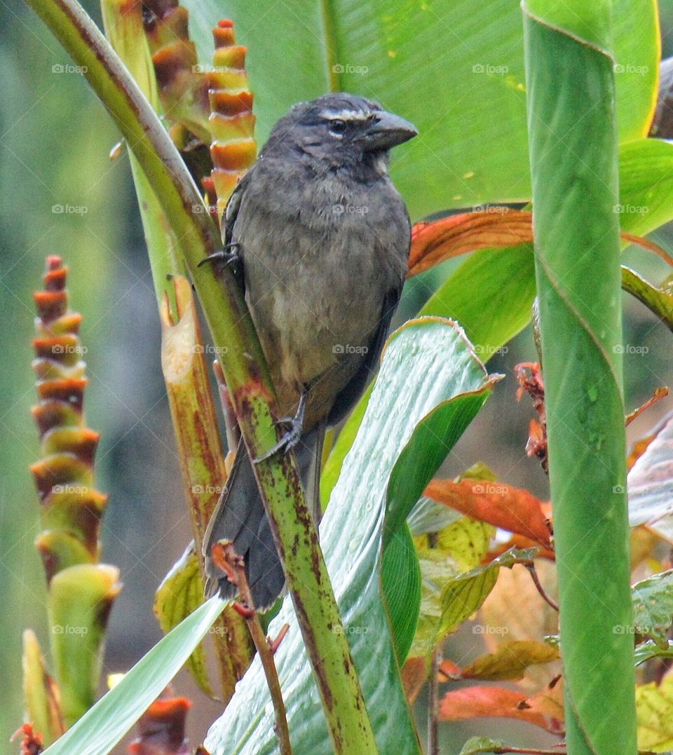 Bird on a Straw 