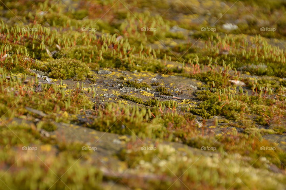 Moss On The Stone