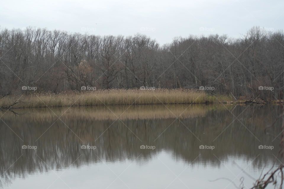 The cane is reflected in the pond 