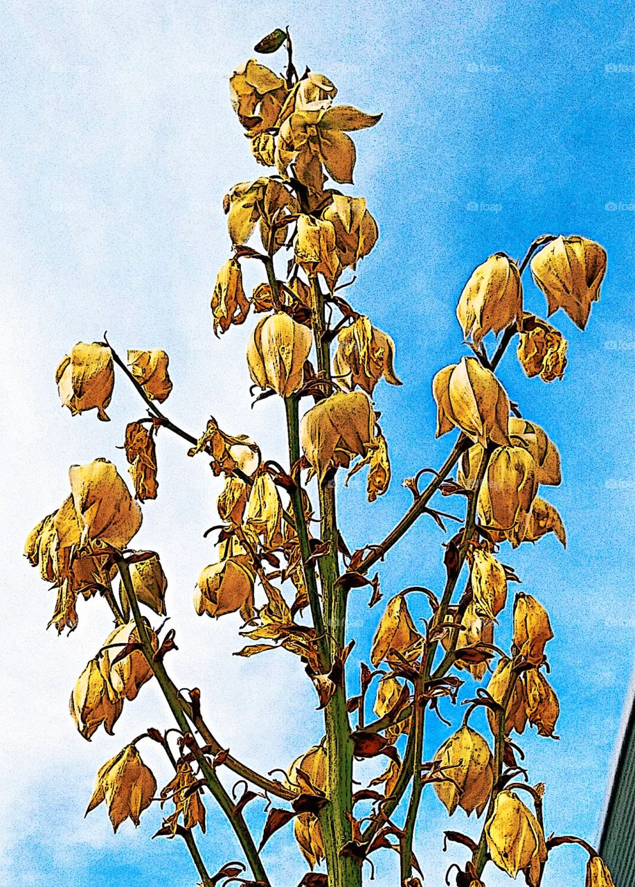 Desert Flowers drying on the vine!