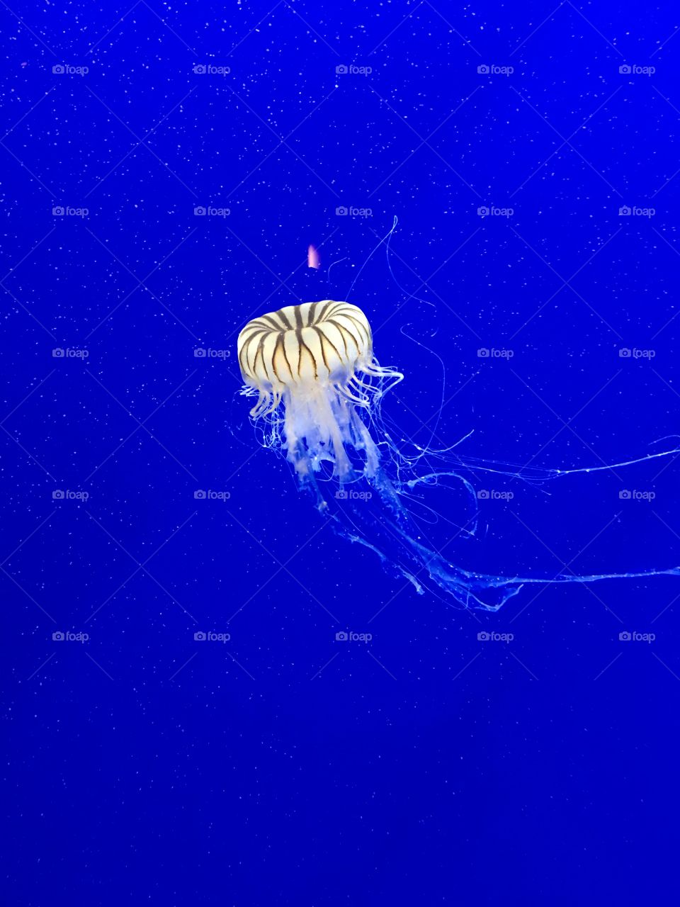 Jellyfish at the Georgia Aquarium 