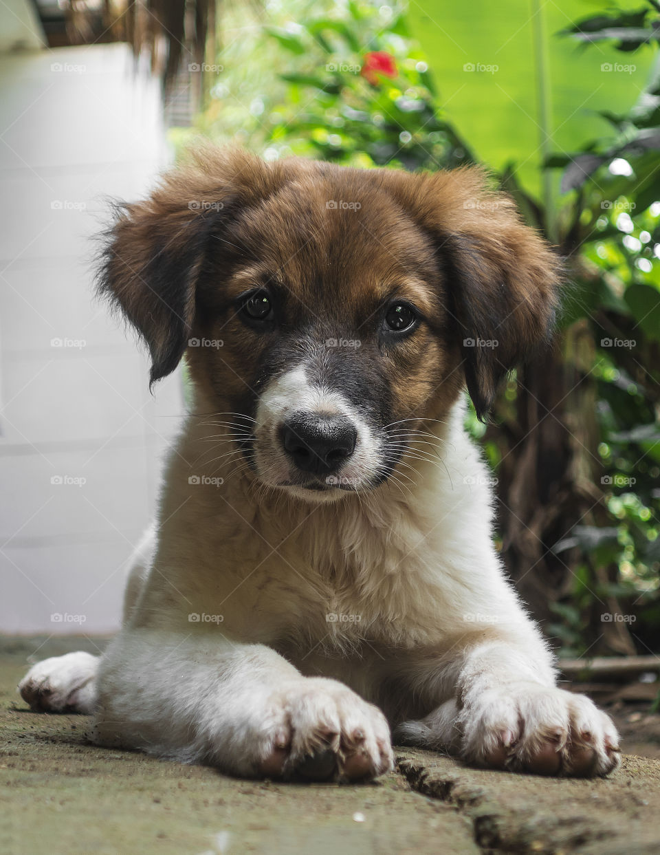 Cute puppy laying on the ground looking at the camera and being cute and curious 