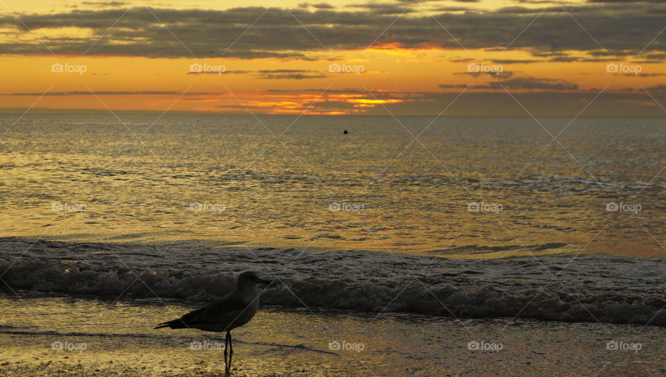Birds enjoying the sunset
