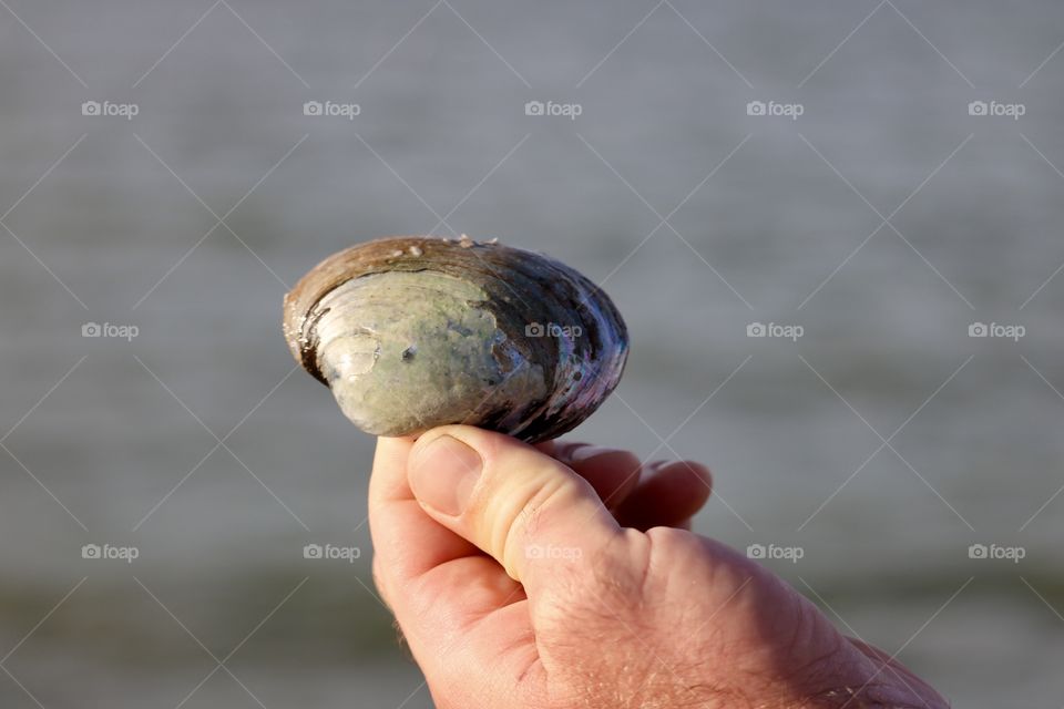 Shell found on Lake Erie beach