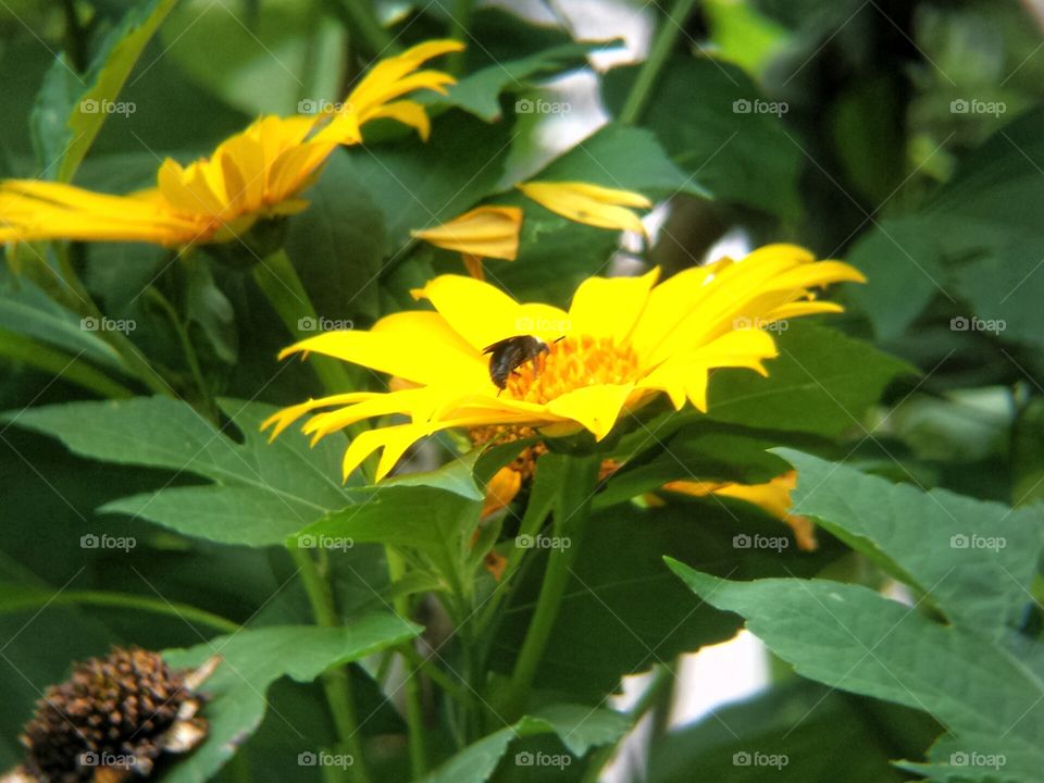 Wild Sunflower