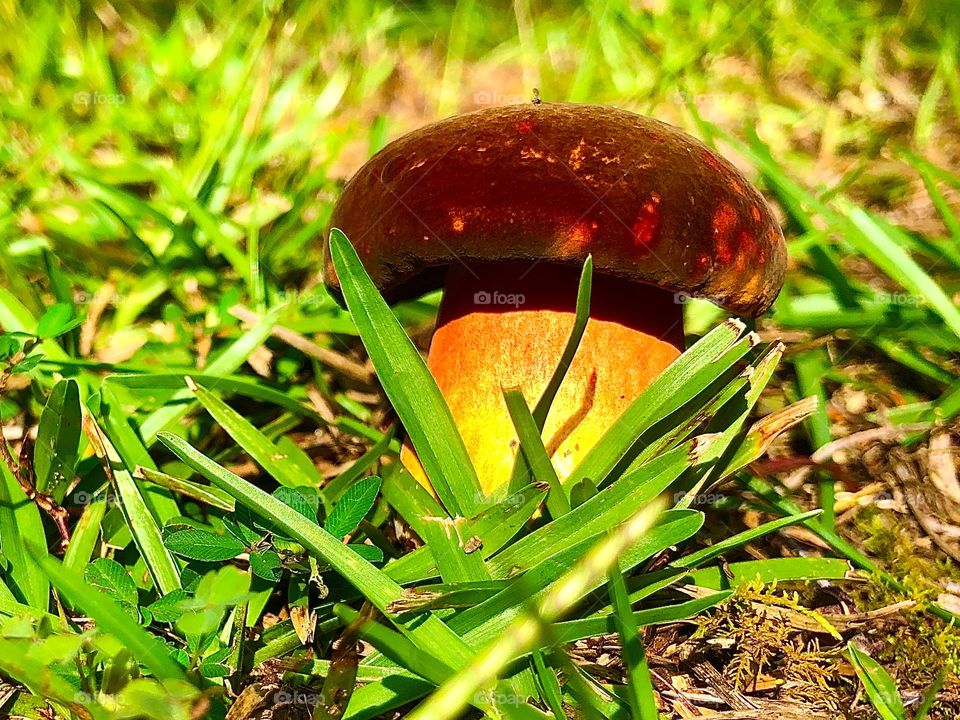 Magical fairy mushroom 